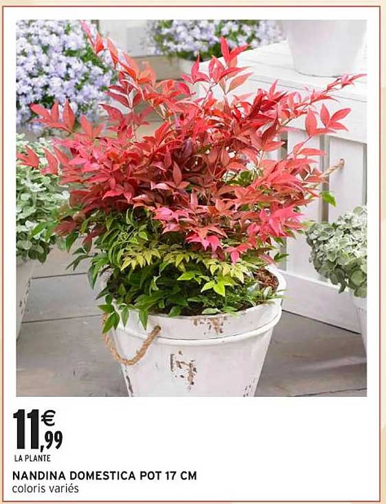 NANDINA DOMESTICA POT 17 CM