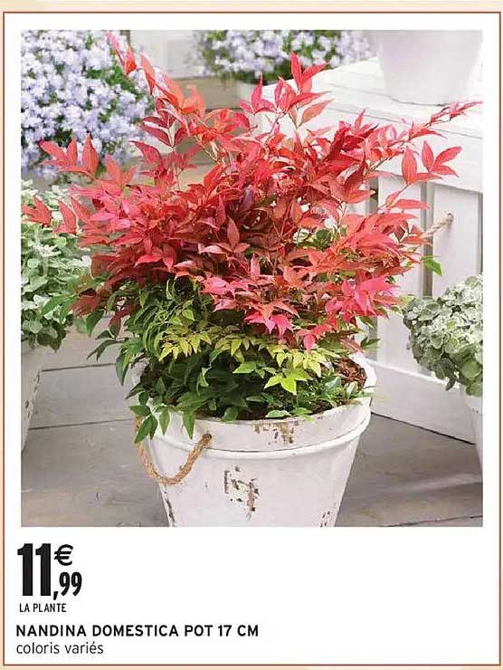 NANDINA DOMESTICA POT 17 CM