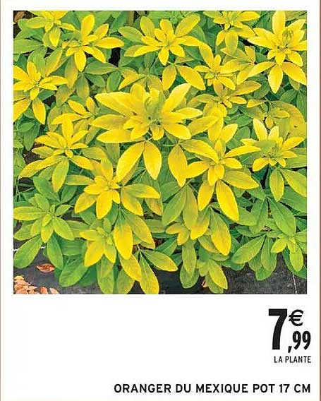 ORANGER DU MEXIQUE POT 17 CM