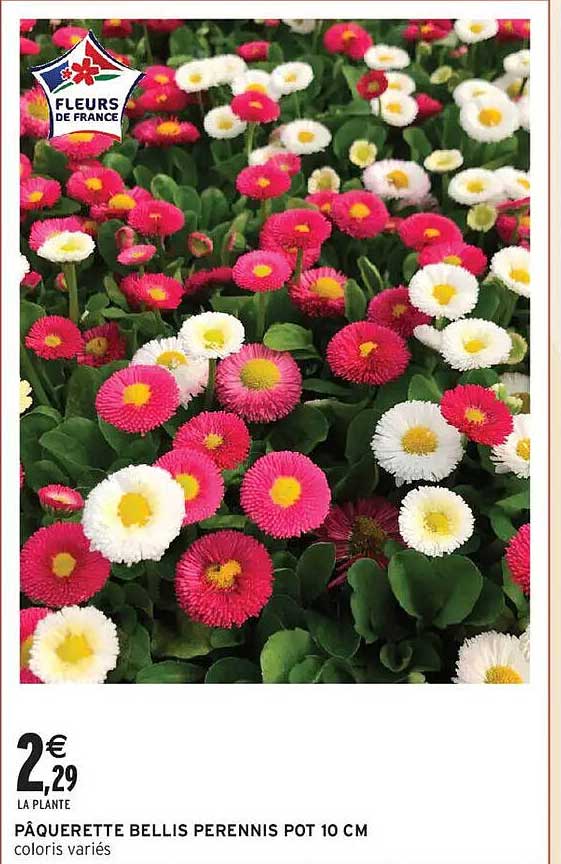 Pâquerette Bellis Perennis Pot 10 cm coloris variés