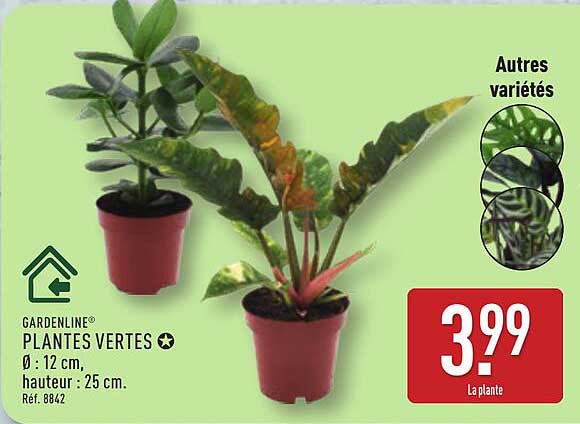 PLANTES VERTES