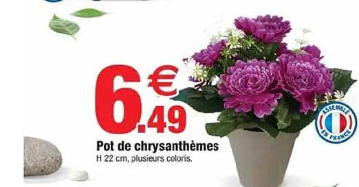 Pot de chrysanthèmes