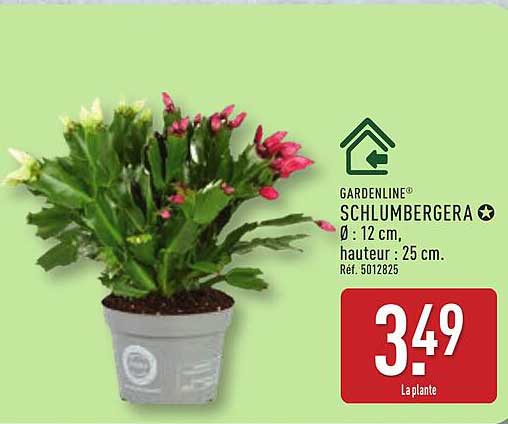 SCHLUMBERGERA