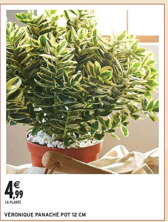 VÉRONIQUE PANACHÉ POT 12 CM