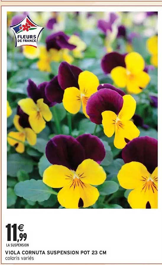 VIOLA CORNUTA SUSPENSION POT 23 CM