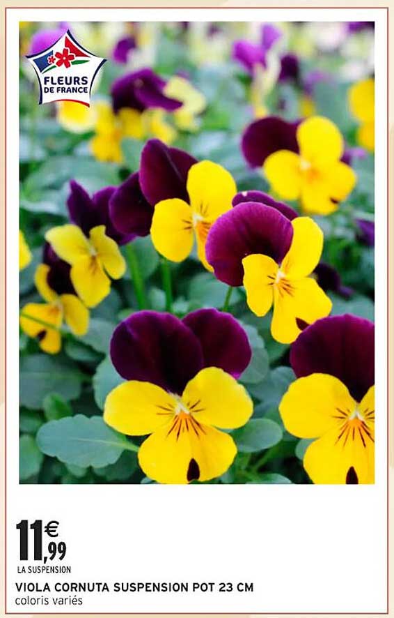 VIOLA CORNUTA SUSPENSION POT 23 CM
