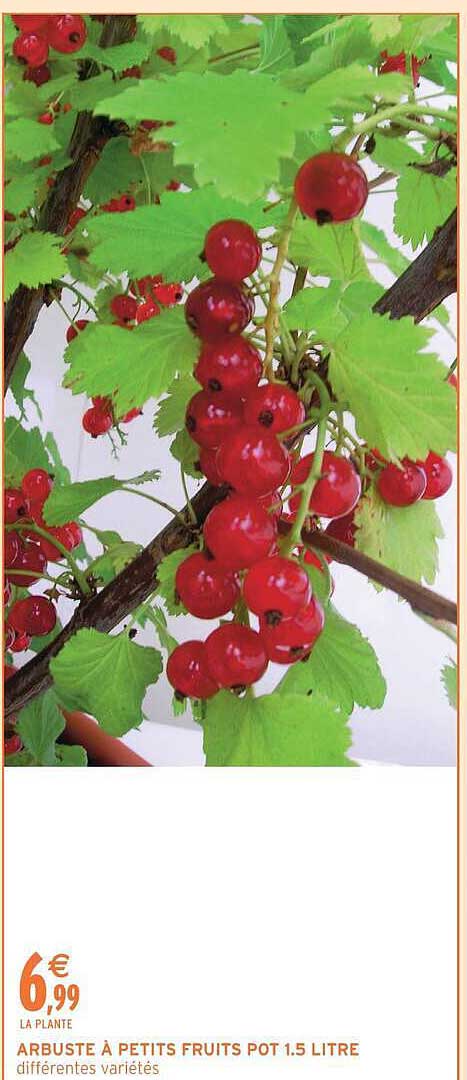 ARBUSTE À PETITS FRUITS POT 1.5 LITRE