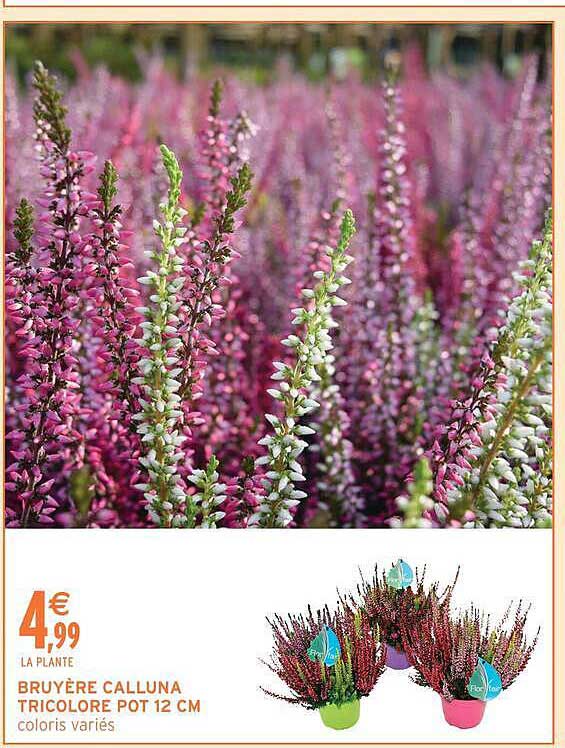 BRUYÈRE CALLUNA TRICOLORE POT 12 CM