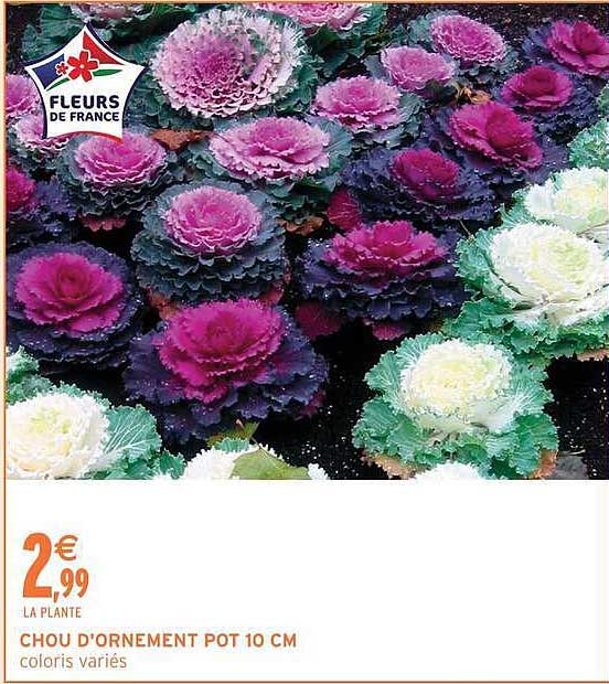 CHOU D'ORNEMENT POT 10 CM