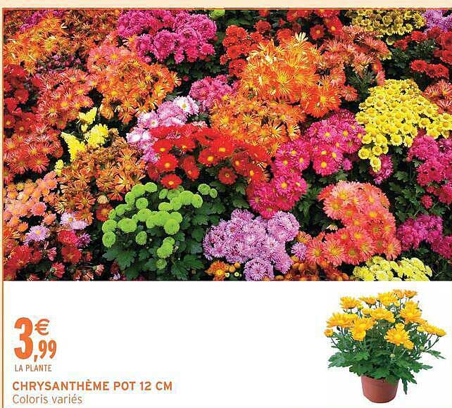 CHRYSANTHÈME POT 12 CM