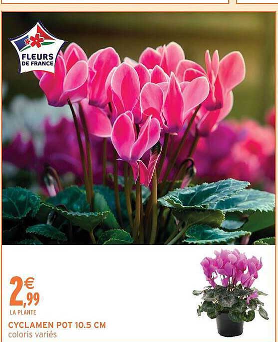 CYCLAMEN POT 10.5 CM