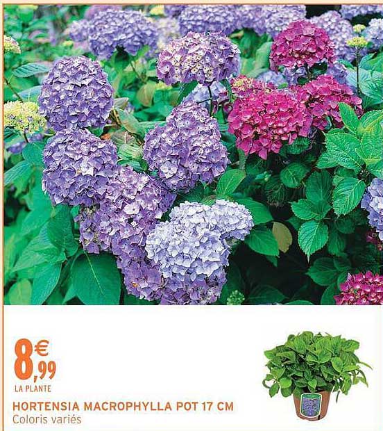 HORTENSIA MACROPHYLLA POT 17 CM