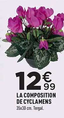 LA COMPOSITION DE CYCLAMENS