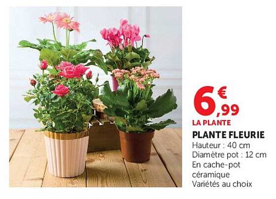 LA PLANTE FLEURIE