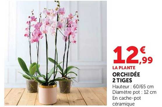 LA PLANTE ORCHIDÉE 2 TIGES