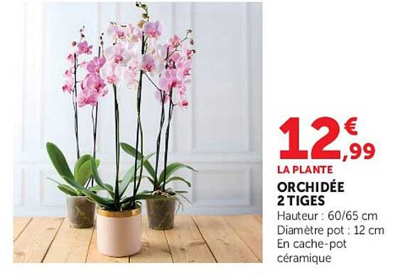 LA PLANTE ORCHIDÉE 2 TIGES