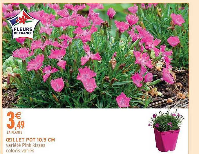 ŒILLET POT 10.5 CM