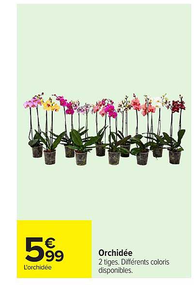 Orchidée