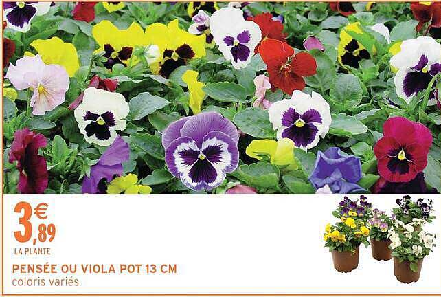 PENSÉE OU VIOLA POT 13 CM coloris variés