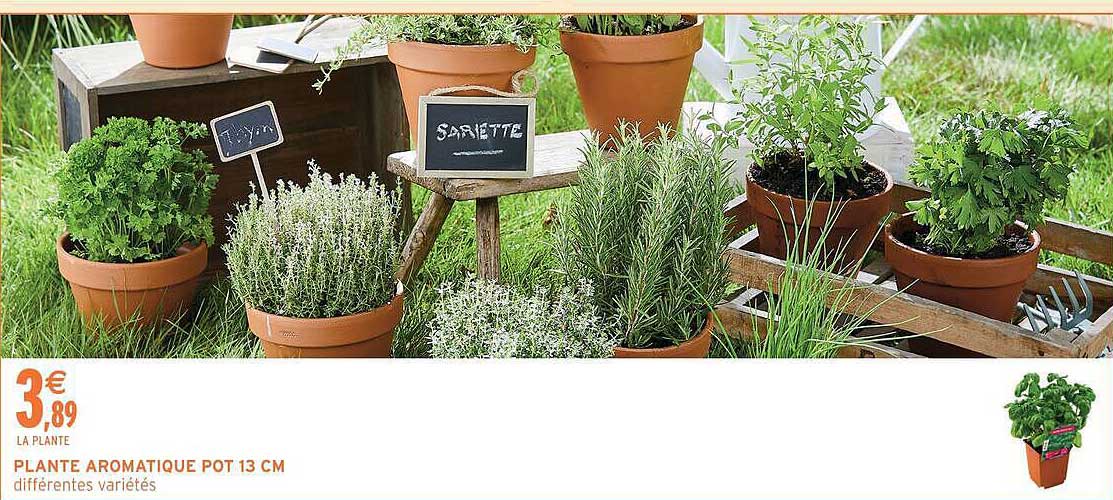 PLANTE AROMATIQUE POT 13 CM
