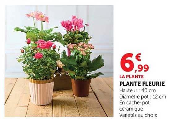 PLANTE FLEURIE
