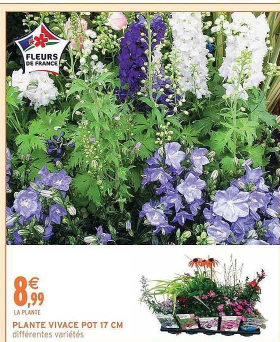 PLANTE VIVACE POT 17 CM