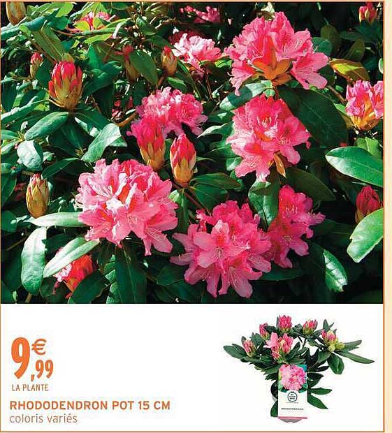 RHODODENDRON POT 15 CM