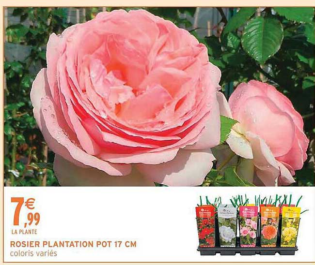 ROSIER PLANTATION POT 17 CM