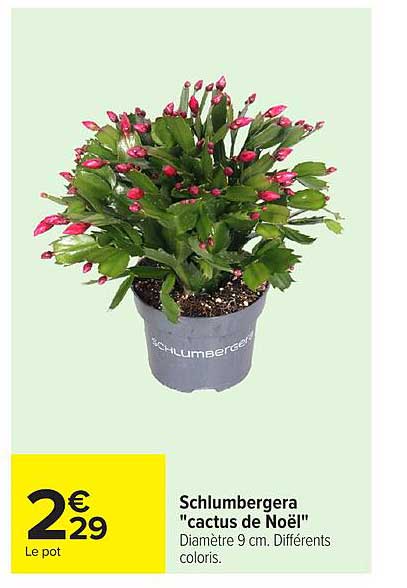 Schlumbergera "cactus de Noël"
