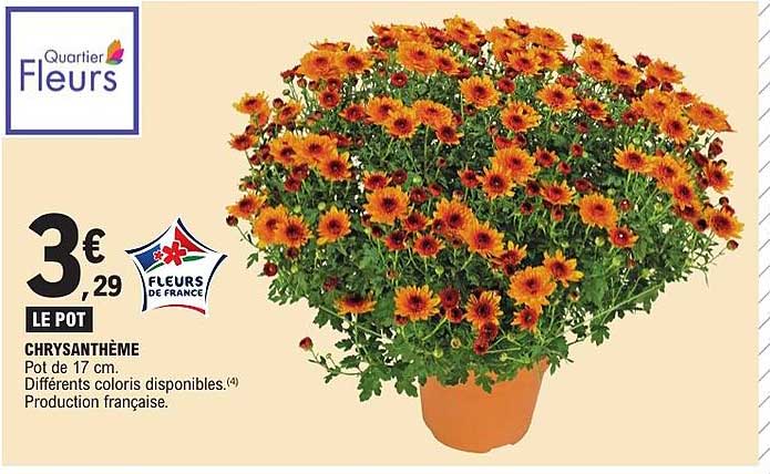 CHRYSANTHÈME