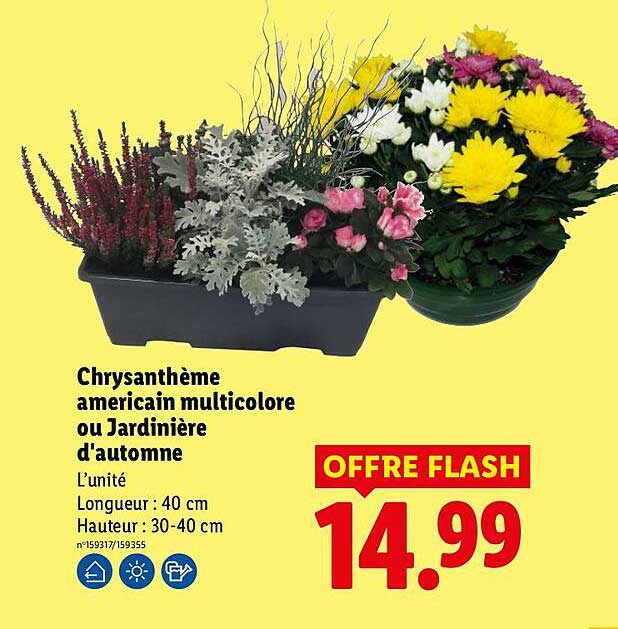 Chrysanthème américain multicolore ou Jardinière d'automne