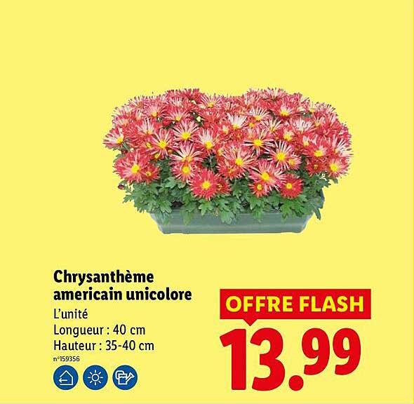 Chrysanthème américain unicolore