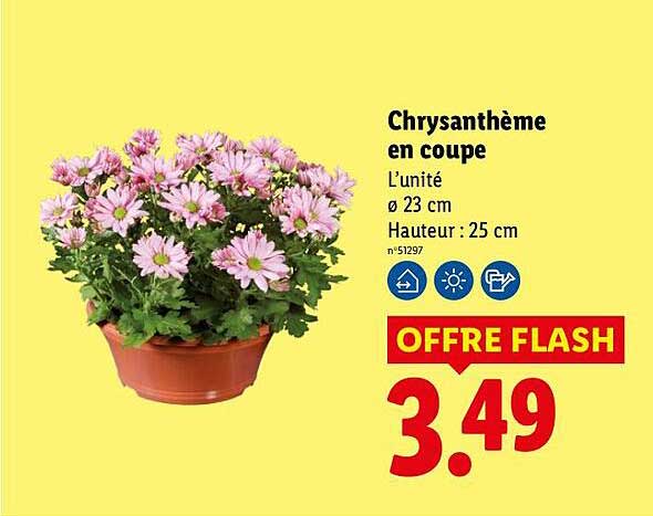 Chrysanthème en coupe