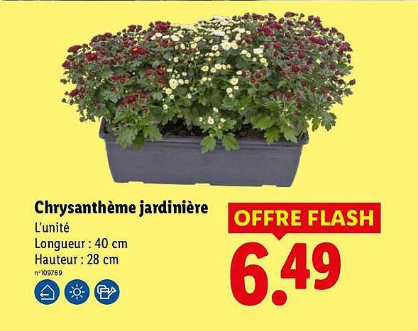 Chrysanthème jardinière