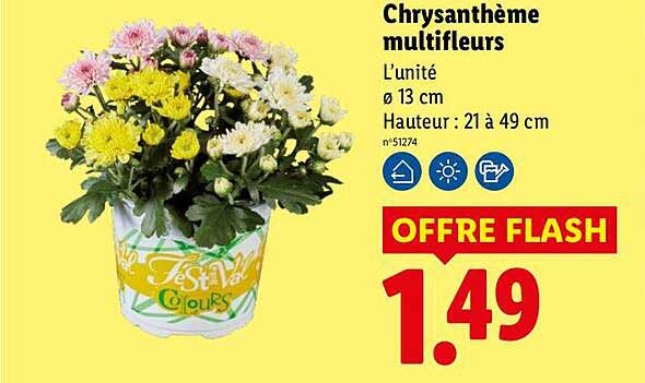 Chrysanthème multifleurs