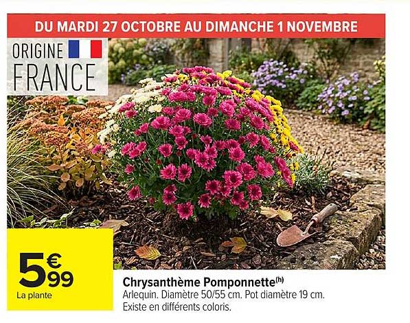 Chrysanthème Pomponnette(h)