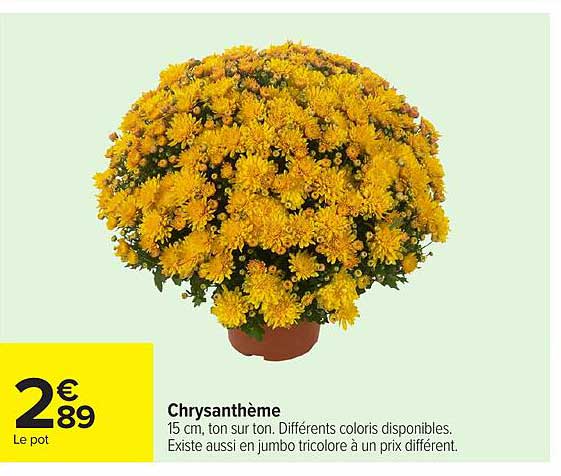 Chrysanthème