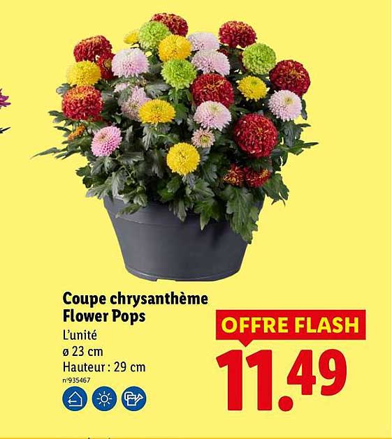 Coupe chrysanthème Flower Pops
