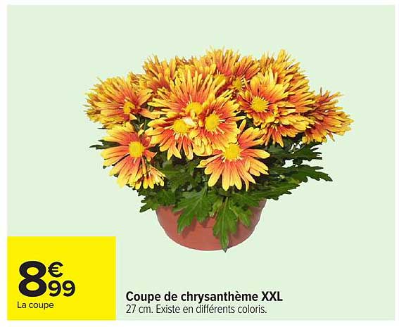 Coupe de chrysanthème XXL