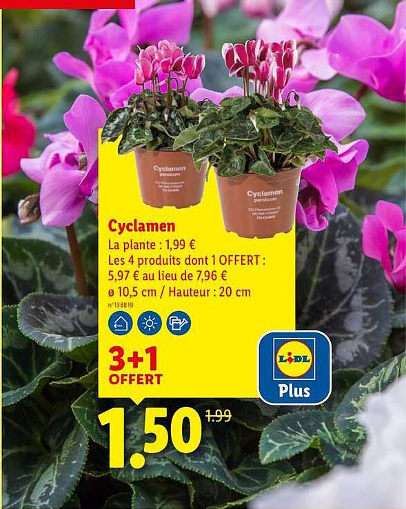 Cyclamen