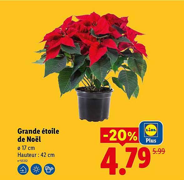 Grande étoile de Noël