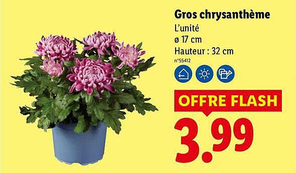 Gros chrysanthème