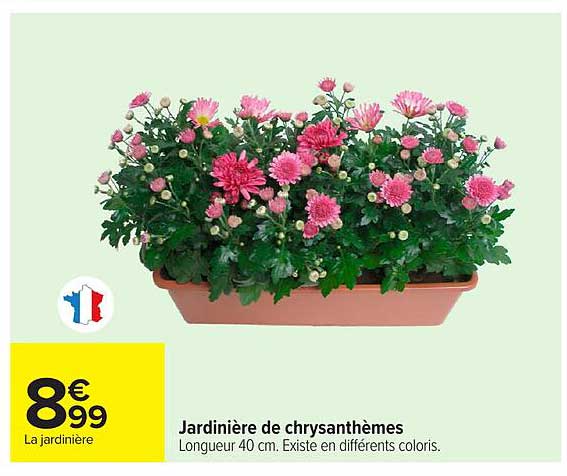 Jardinière de chrysanthèmes