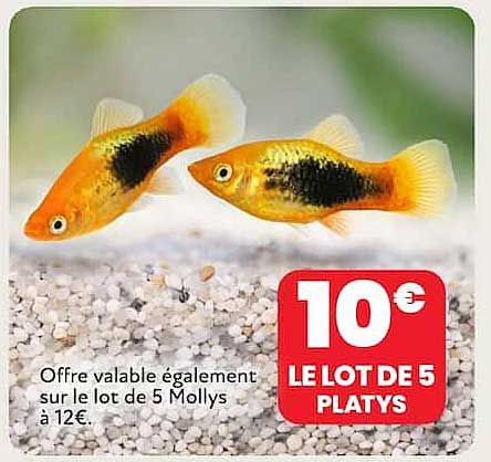 LE LOT DE 5 PLATYS