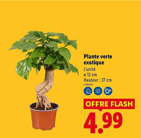 Plante verte exotique