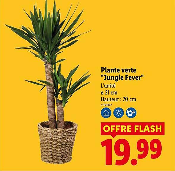 Plante verte "Jungle Fever"