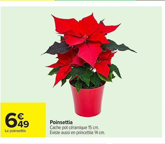 Poinsettia