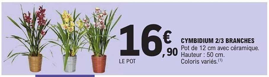 CYMBIDIUM 2/3 BRANCHES