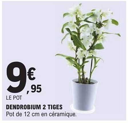 DENDROBIUM 2 TIGES