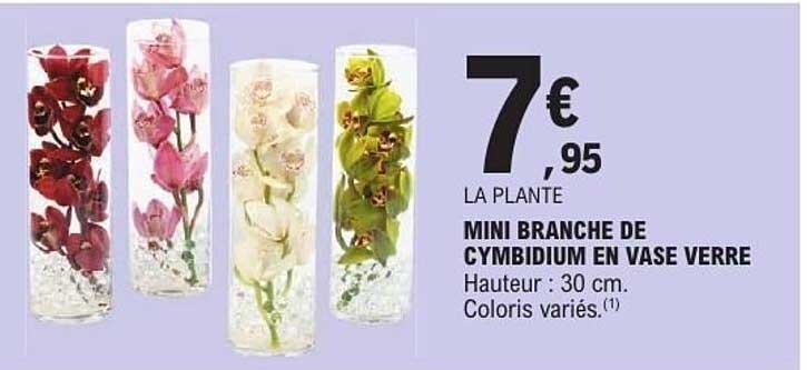 MINI BRANCHE DE CYMBIDIUM EN VASE VERRE